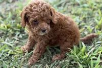 Bree, a female Poodle - Toy  for sale in Shipshewana, IN – 2 of 9