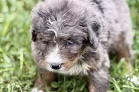 Yola, a female Bernese Mountain Dog and Miniature Bernedoodle for sale in Shipshewana, IN – 3 of 10