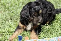 Odin, a male Miniature Bernedoodle for sale in Shipshewana, IN – 10 of 10
