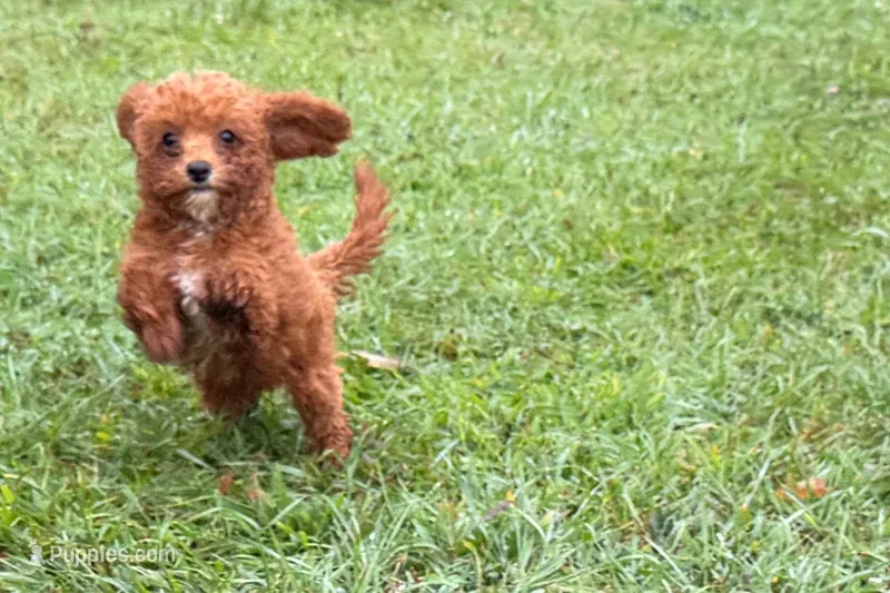 Benny – Poodle - Toy  puppy for sale in Shipshewana, IN