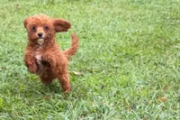 Benny, a male Poodle - Toy  for sale in Shipshewana, IN – 1 of 8
