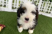 processed/632ae00d-cb25-448f-9769-381ae2030b8e/listing/bdc45e94-0a63-4d8e-a6a7-6de989d1a7f9/509b4b7b-7c81-4000-9428-583557117ede