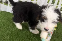 processed/632ae00d-cb25-448f-9769-381ae2030b8e/listing/bdc45e94-0a63-4d8e-a6a7-6de989d1a7f9/7bbe975a-3b16-4a5a-97f9-b03ee1adbff8