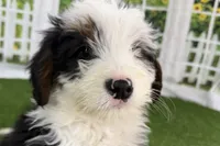 processed/632ae00d-cb25-448f-9769-381ae2030b8e/listing/bdc45e94-0a63-4d8e-a6a7-6de989d1a7f9/ed4a959e-8a8c-4562-8a9a-2e516b7138b4