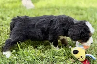 York, a male Bernese Mountain Dog and Miniature Bernedoodle for sale in Shipshewana, IN – 8 of 9