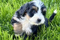 Oscar, a male Bernedoodle for sale in Shipshewana, IN – 3 of 9