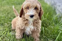 Olin, a male Goldendoodle for sale in Shipshewana, IN – 3 of 7