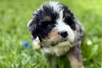 Yeller, a male Bernese Mountain Dog and Miniature Bernedoodle for sale in Shipshewana, IN – 3 of 9
