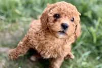 Wiggles, a female Miniature Goldendoodle for sale in Shipshewana, IN – 2 of 10