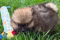 Tina , a female Pomeranian for sale in Shipshewana, IN – 3 of 6
