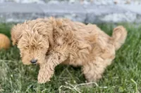 Ozzy, a male Goldendoodle for sale in Shipshewana, IN – 5 of 8