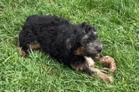 Odin, a male Miniature Bernedoodle for sale in Shipshewana, IN – 1 of 8