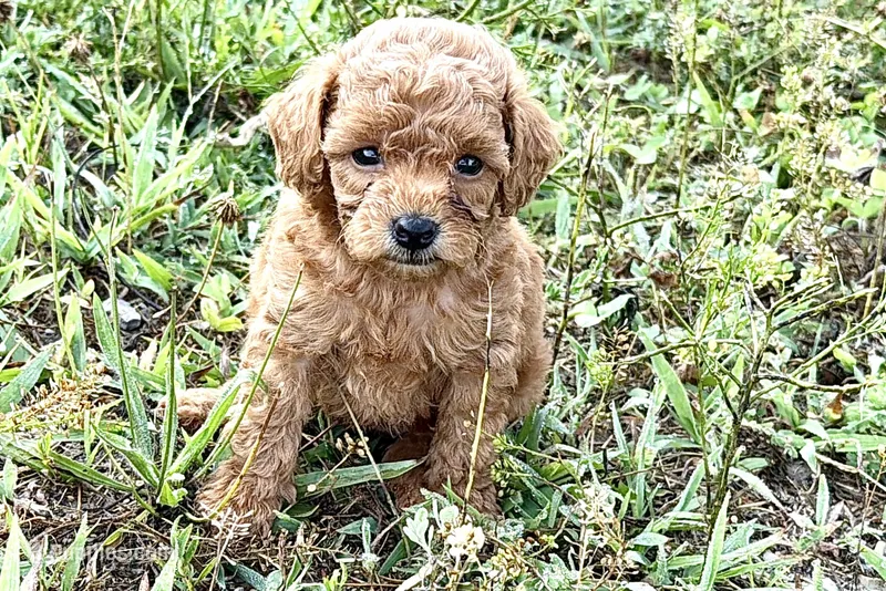 Cassie – Poodle - Toy  puppy for sale in Shipshewana, IN
