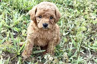 Cassie, a female Poodle - Toy  for sale in Shipshewana, IN – 1 of 9