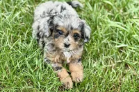 Orbana, a female Bernedoodle for sale in Shipshewana, IN – 6 of 9