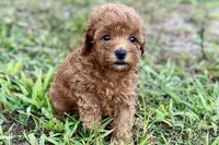 Bristol, a female Poodle - Toy  for sale in Shipshewana, IN – 2 of 9