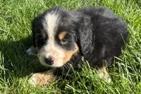 Harvey, a male Bernese Mountain Dog for sale in Shipshewana, IN – 4 of 6