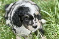 Ottor , a male Bernedoodle for sale in Shipshewana, IN – 3 of 9