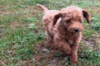 Comet , a male Poodle - Toy  for sale in Shipshewana, IN – 6 of 8