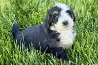 Oak, a male Bernedoodle for sale in Shipshewana, IN – 6 of 8