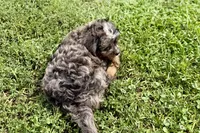 Orion, a male Bernedoodle for sale in Shipshewana, IN – 8 of 8