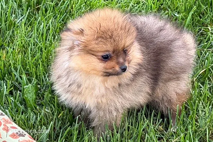 Uma – Pomeranian puppy for sale in Shipshewana, IN
