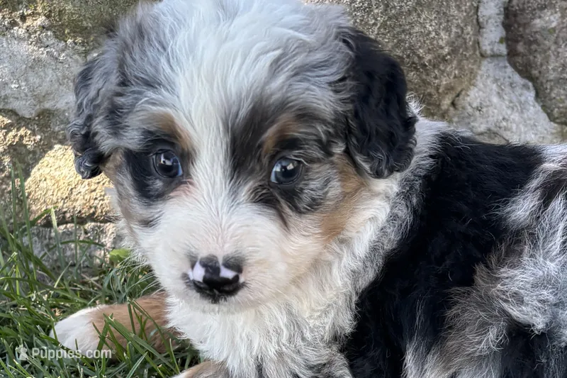 Jared – Bernedoodle puppy for sale in Shipshewana, IN