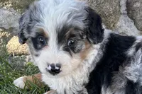 Jared, a male Bernedoodle for sale in Shipshewana, IN – 1 of 7