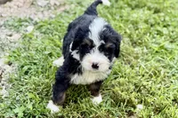 Yvette, a female Bernese Mountain Dog and Miniature Bernedoodle for sale in Shipshewana, IN – 8 of 8