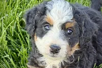 Ocean, a female Bernedoodle for sale in Shipshewana, IN – 10 of 10