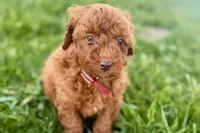 Waverly, a female Miniature Goldendoodle for sale in Shipshewana, IN – 8 of 10