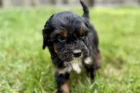 Omar, a male Bernedoodle for sale in Shipshewana, IN – 6 of 10
