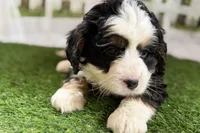 Noah, a male Bernese Mountain Dog and Miniature Bernedoodle for sale in Shipshewana, IN – Photo 4 of 10