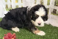 Noah, a male Bernese Mountain Dog and Miniature Bernedoodle for sale in Shipshewana, IN – Photo 3 of 10