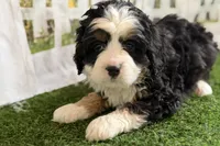 Noah, a male Bernese Mountain Dog and Miniature Bernedoodle for sale in Shipshewana, IN – Photo 6 of 10