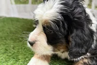 Noah, a male Bernese Mountain Dog and Miniature Bernedoodle for sale in Shipshewana, IN – Photo 9 of 10