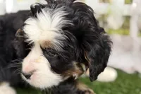 Noah, a male Bernese Mountain Dog and Miniature Bernedoodle for sale in Shipshewana, IN – Photo 7 of 10
