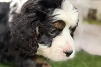 Noah, a male Bernese Mountain Dog and Miniature Bernedoodle for sale in Shipshewana, IN – Photo 2 of 10