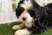 Noah, a male Bernese Mountain Dog and Miniature Bernedoodle for sale in Shipshewana, IN – Photo 1 of 10