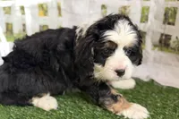 Noah, a male Bernese Mountain Dog and Miniature Bernedoodle for sale in Shipshewana, IN – Photo 5 of 10