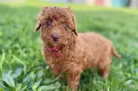 Winter, a female Miniature Goldendoodle for sale in Shipshewana, IN – 6 of 9