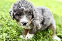 Yola, a female Bernese Mountain Dog and Miniature Bernedoodle for sale in Shipshewana, IN – 9 of 10