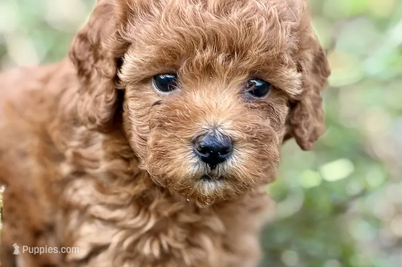 Bristol – Poodle - Toy  puppy for sale in Shipshewana, IN