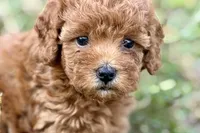 Bristol, a female Poodle - Toy  for sale in Shipshewana, IN – 1 of 9