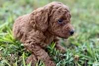 Chip, a male Poodle - Toy  for sale in Shipshewana, IN – 4 of 10