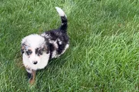 Jared, a male Bernedoodle for sale in Shipshewana, IN – 7 of 9