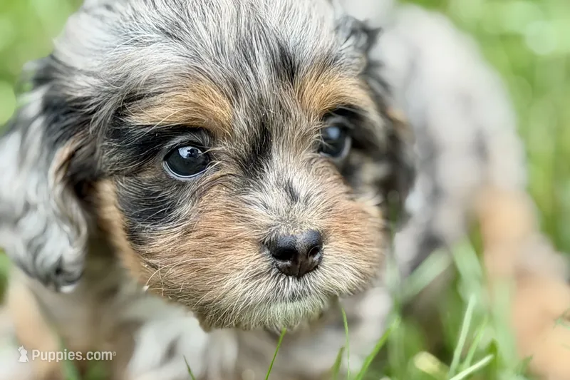 Orbana – Bernedoodle puppy for sale in Shipshewana, IN