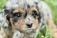 Orbana, a female Bernedoodle for sale in Shipshewana, IN – 1 of 9
