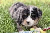 Yeller, a male Bernese Mountain Dog and Miniature Bernedoodle for sale in Shipshewana, IN – 9 of 9