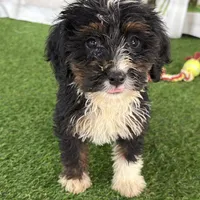 Donovan, a male Poodle - Miniature  and Miniature Bernedoodle for sale in Shipshewana, IN – Photo 5 of 8